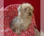 Small #4 Yorkshire Terrier