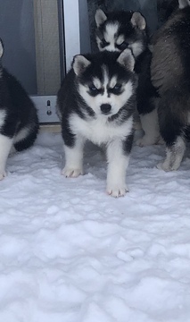 Medium Photo #1 Siberian Husky Puppy For Sale in THORNTON, CO, USA