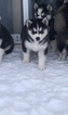 Small Photo #1 Siberian Husky Puppy For Sale in THORNTON, CO, USA