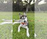 Small Siberian Husky