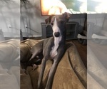 Small #1 Italian Greyhound