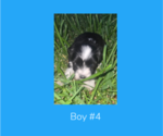 Puppy Boy 4 Schnauzer (Miniature)