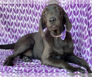 Labrador Retriever Puppy for sale in LANCASTER, PA, USA