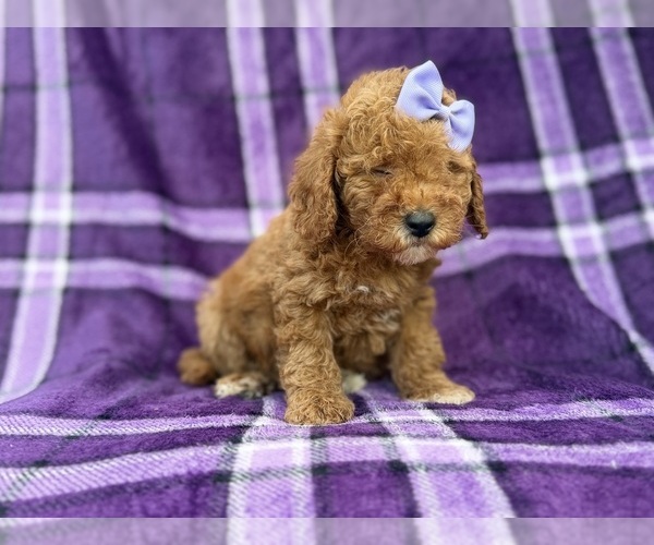 Medium Photo #9 Cavapoo (Miniature) Puppy For Sale in LAKELAND, FL, USA