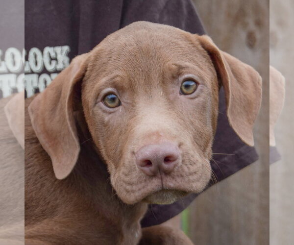 Medium Photo #6 Labralas Puppy For Sale in Huntley, IL, USA