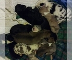 Small Photo #16 Great Dane Puppy For Sale in HOWARD CITY, MI, USA