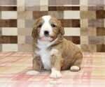 Small #7 Bernedoodle (Miniature)-Cavapoo (Miniature) Mix