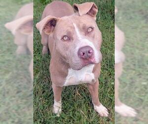 Mutt Dogs for adoption in Akron, OH, USA