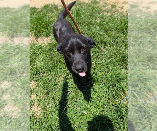 Medium Photo #1 Mutt Puppy For Sale in garner, NC, USA