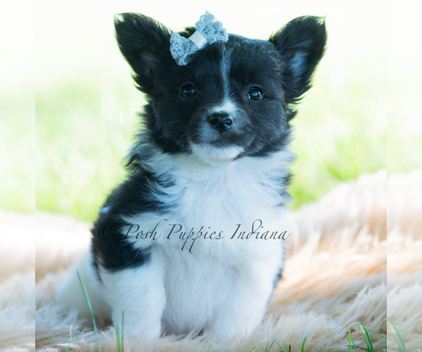 Medium Photo #121 Chihuahua Puppy For Sale in WARSAW, IN, USA