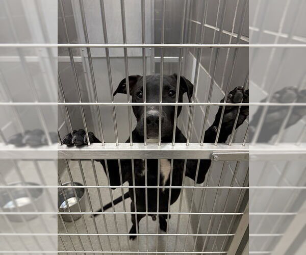 Medium Photo #1 Labrador Retriever-Unknown Mix Puppy For Sale in Las Vegas, NV, USA