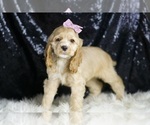 Small #2 Cocker Spaniel