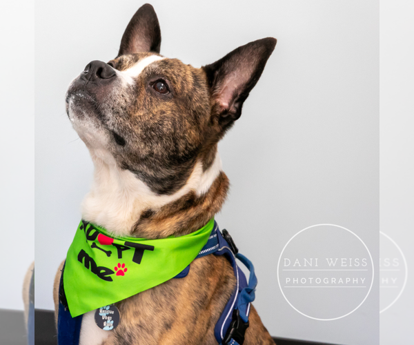 Medium Photo #9 American Staffordshire Terrier-Boxer Mix Puppy For Sale in Decatur, GA, USA