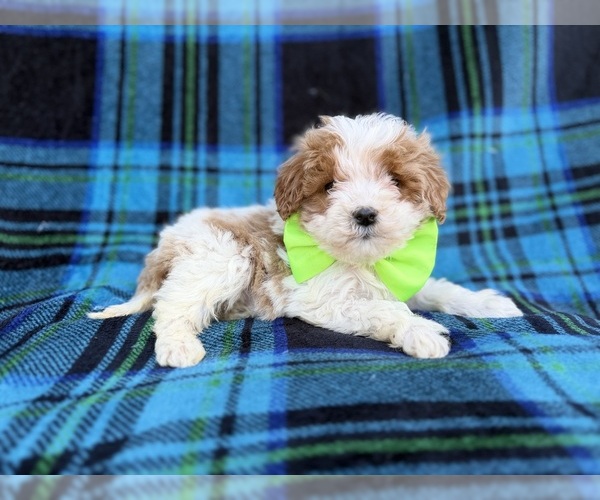 Medium Photo #1 Cavapoo (Miniature) Puppy For Sale in LAKELAND, FL, USA