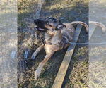 Small #2 German Shepherd Dog-Great Dane Mix