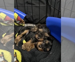 Yorkshire Terrier Puppy for sale in CONWAY, SC, USA
