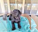 Small Photo #8 Labrador Retriever Puppy For Sale in MURRIETA, CA, USA