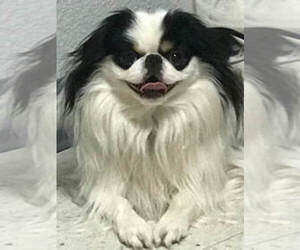 Father of the Japanese Chin puppies born on 09/22/2022