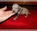 Small Photo #1 Great Dane Puppy For Sale in POTOSI, MO, USA
