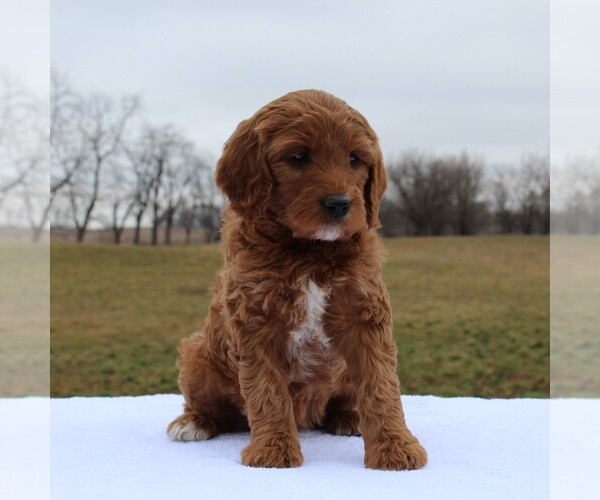 Medium Photo #5 Irish Doodle Puppy For Sale in GREENCASTLE, PA, USA