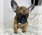Small Photo #14 French Bulldog Puppy For Sale in BOTHELL, WA, USA