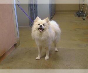 American Eskimo Dog Dogs for adoption in Sacramento, CA, USA