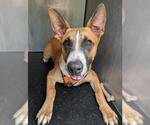 Small Carolina Dog Mix
