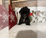 Small Photo #4 Poodle (Miniature) Puppy For Sale in BARNETT, MO, USA