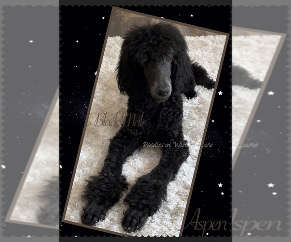 Medium Photo #3 Poodle (Standard) Puppy For Sale in COMMERCE, GA, USA