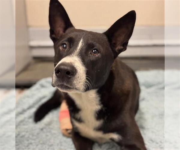 Medium Photo #1 Border Collie-Unknown Mix Puppy For Sale in Conroe, TX, USA