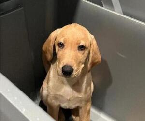 Labrador Retriever Puppy for sale in RIVERVIEW, FL, USA