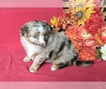 Small Photo #7 Miniature Australian Shepherd Puppy For Sale in MOUNT SHASTA, CA, USA