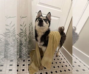 Kira - Female Siberian Husky-Unknown Mix Dog for Adoption - Photo #6