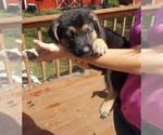 Small Photo #24 German Shepherd Dog Puppy For Sale in LAWRENCEBURG, TN, USA