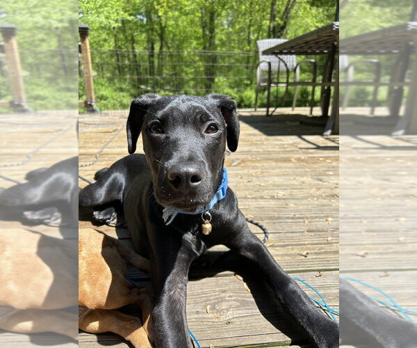 Medium Photo #4 Labrador Retriever-Unknown Mix Puppy For Sale in Brewster, NY, USA