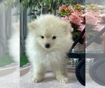 Small #4 Pomeranian