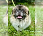 Small #5 Pekingese