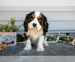 Puppy Sprout Cavalier King Charles Spaniel