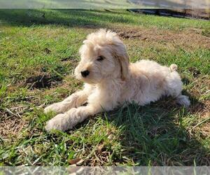 Goldendoodle Puppy for sale in LA FOLLETTE, TN, USA
