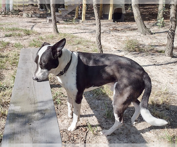 Medium Photo #4 Border Collie-Unknown Mix Puppy For Sale in Camden, SC, USA
