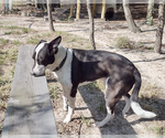 Small #3 Border Collie Mix