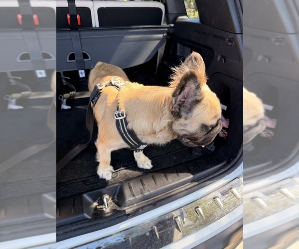 Medium Photo #1 French Bulldog Puppy For Sale in HUNTINGTON BEACH, CA, USA