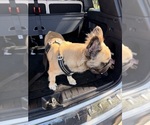 Small Photo #1 French Bulldog Puppy For Sale in HUNTINGTON BEACH, CA, USA