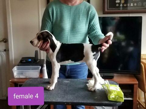Medium Photo #1 Treeing Walker Coonhound Puppy For Sale in WAKEFIELD, VA, USA