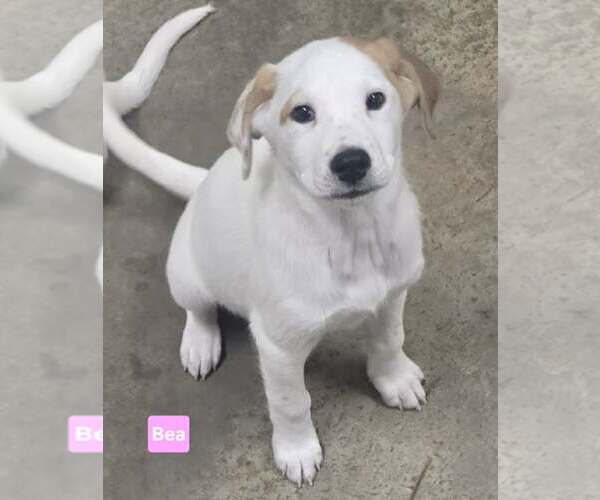 Medium Photo #1 Labrenees Puppy For Sale in Alexander, AR, USA