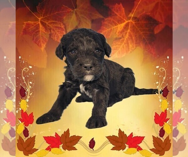 Medium Photo #37 Bernedoodle Puppy For Sale in BLACK FOREST, CO, USA