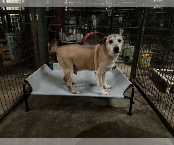 Medium Photo #4  Puppy For Sale in , 