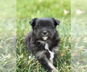 ShiChi Dogs for adoption in Plainfield, IL, USA