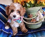 Small Photo #2 Cavachon-Poodle (Miniature) Mix Puppy For Sale in CATALINA, AZ, USA