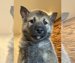 Small #9 Shiba Inu